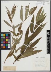 Foto von Salix alba L. x Salix fragilis L.